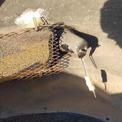 【トミーカイラ】レガシィ（BP/BL）フロントバンパー（フォグランプ付き）+グリルメッシュ