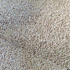 コシヒカリ種籾約30㌔以上　芽出し済