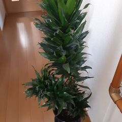 観葉植物ドラセナ