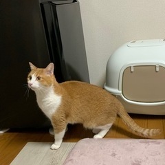 迷子猫