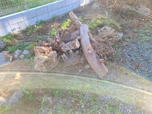 【庭木】有料で伐根した根っこと伐採した生木を回収してくれる方を募集