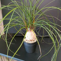 【観葉植物】Beaucarnea recurvata　トックリラ...