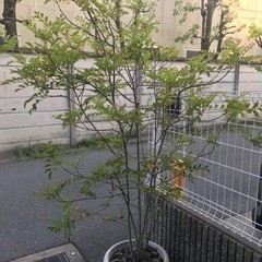 シマトネリコ鉢植え2