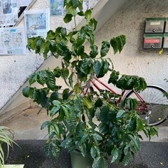 [植物売ります] コーヒーの木