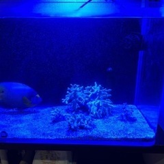 水槽用品　クーラー　フィルター　海水魚 