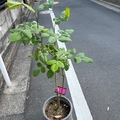 [植物売ります] バラ クイーンエリザベス