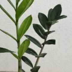 ザミーフォーリア（ザミオクルカス・金銭樹、金運アップ、観葉植物