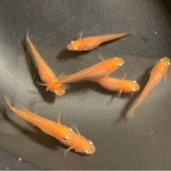 改良メダカの若魚  7匹  ✨紅帝✨