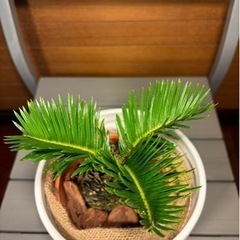 観葉植物 ソテツお取引中