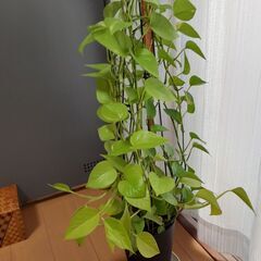 観葉植物ライムポトス