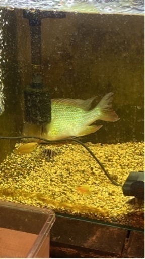 古代魚