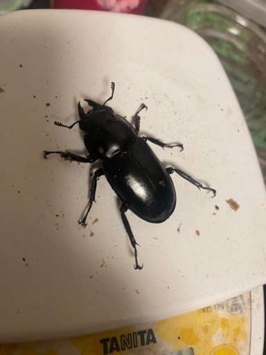 ウエストウッディ原名　♀