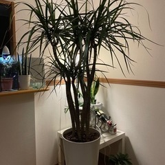 ドラセナコンシンネ　観葉植物　