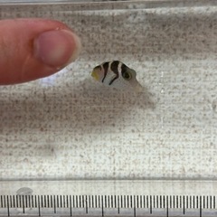 沖縄県産 シマキンチャクフグ 1.5cm