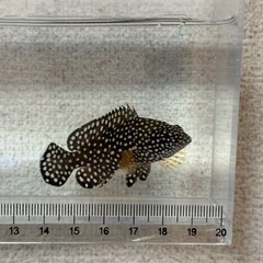 沖縄県産 ナミハタ 幼魚 約5cm