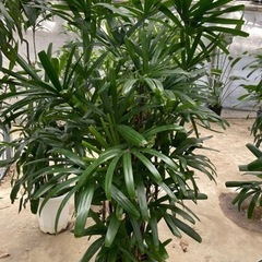 観音竹　カンノンチク　観葉植物　10号