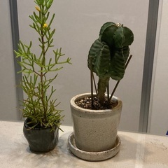 多肉植物　セット　黄色い花が咲き始めています。