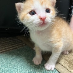 推定4月5日産まれの茶白の男の子🐈🐾