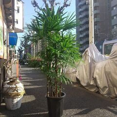 シュロチク 棕櫚竹 高さ約155cm 大型 観葉植物 植物