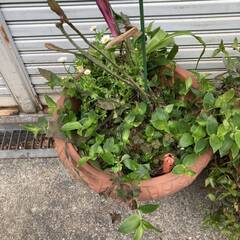 あげます 詳細不明 鉢植え 観葉植物