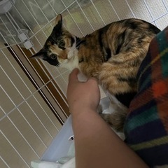 親子の保護猫 − 大阪府