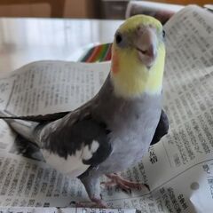 オカメインコを探しています