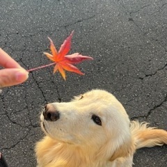 ゴールデンレトリバー1歳オスの里親を探しています