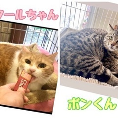 保護猫カフェで譲渡会❤️28日(日)13時〜😸😸😸