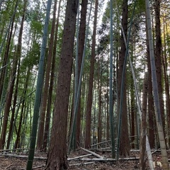 孟宗竹　引き取ってもらえませんか？