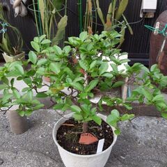 匂いバンマツリ（植木、観葉植物）