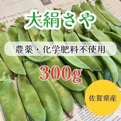 大絹さや 300g　農薬不使用 自然栽培