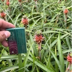 花🍍パイン。ガーデニング