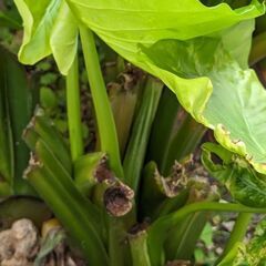 クワズイモと多肉植物どうですか