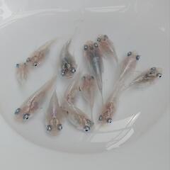 みゆきメダカ ダルマ、半ダルマ、ショートボディ　稚魚～幼魚10匹