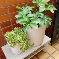 生活雑貨 家庭用品 ガーデニング　　植木鉢二つセット