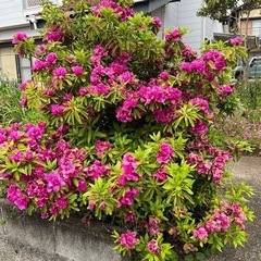 つつじ　花