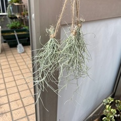 観葉植物　ウスネオイデス　チランジア