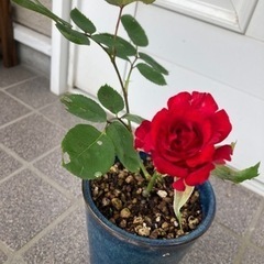 薔薇🌹鉢ごとどうぞ❣️