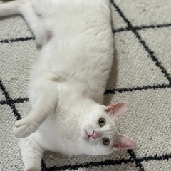 人懐っこい白猫さん - 名古屋市