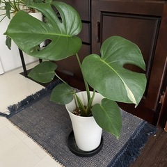 斑入り　モンステラ　観葉植物