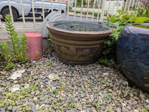 睡蓮鉢②