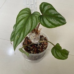 ソディロイ　フィロデンドロン　観葉植物