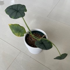 アロカシア　メロ　観葉植物