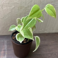 観葉植物 斑入り  ペペロミア