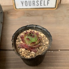 多肉植物　フダ落ち　センペルビウム属