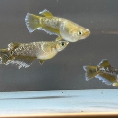 ※画像1は親魚、画像2以降のフロマージュキッシングワイドフィン１ペア