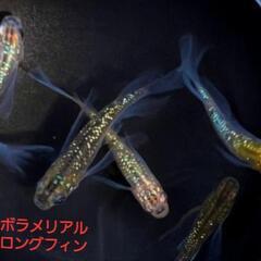 取引中【改良メダカ】🐠サボラメ🐠RLF🐠大きめの稚魚🐠10匹+α🐠