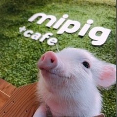 🐷マイクロブタカフェ、ミニブタカフェ@mipig cafe(マイ...