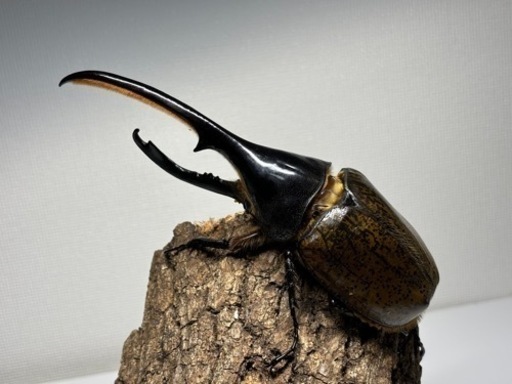 ヘラクレスリッキー 152.8㎜(大型血統)