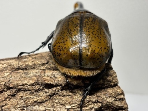 ヘラクレスリッキー 152.8㎜(大型血統)